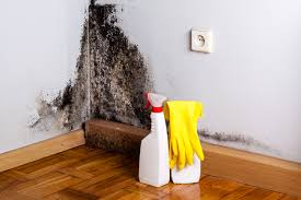 Best Basement Mold Removal  in USA